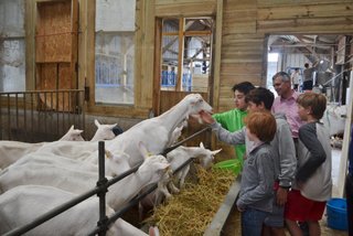 boys + goats